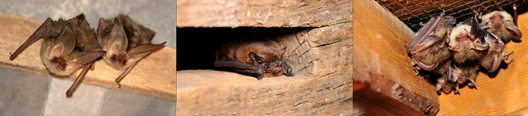 bat surveys in West Yorkshire