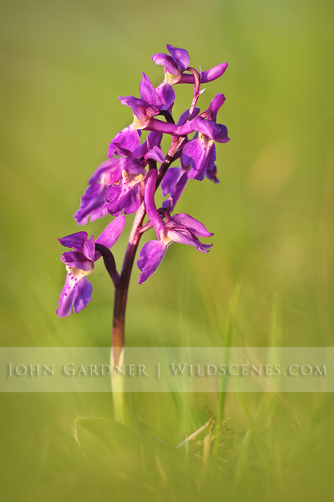 early purple orchid (Orchis mascula) 