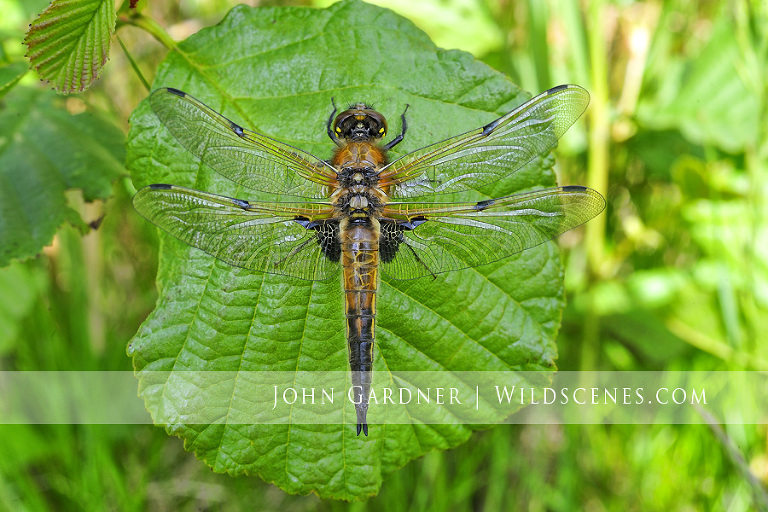 four spotted chaser (Libellula quadrimaculata)