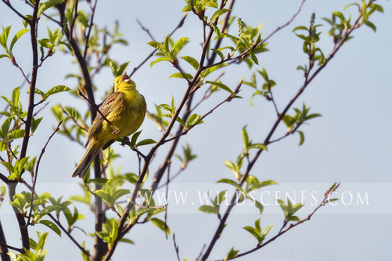 Yellowhammer (Emberiza citrinella)