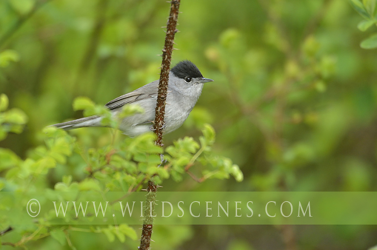 Male blackcap (Sylvia atricapilla)