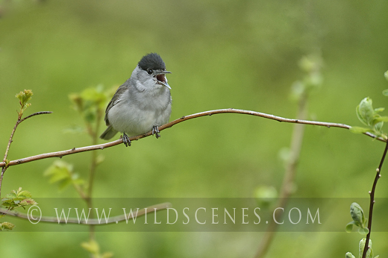 Blackcap (Sylvia atricapilla)