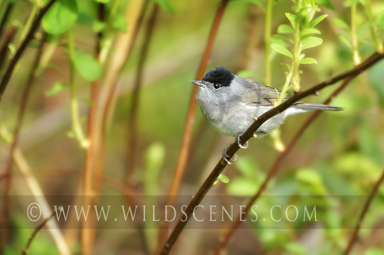 Blackcap (Sylvia atricapilla)