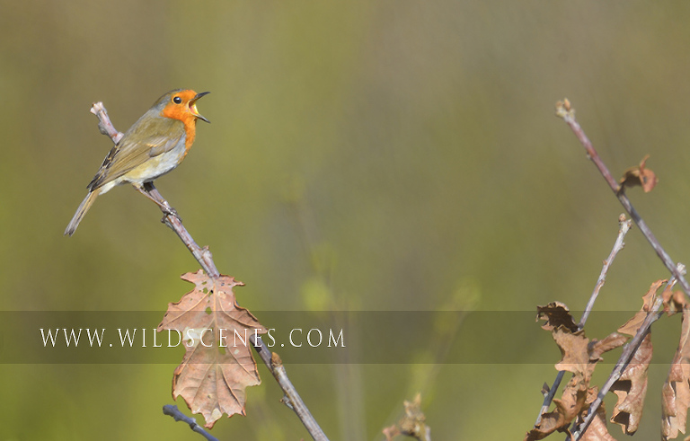 Robin (Erithacus rubecula) singing