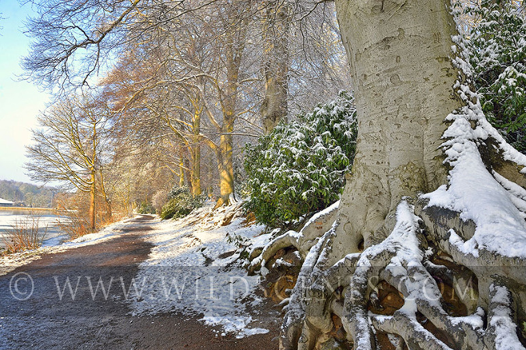 West Yorkshire wildlife and landscape photographer at Newmillerdam in snow