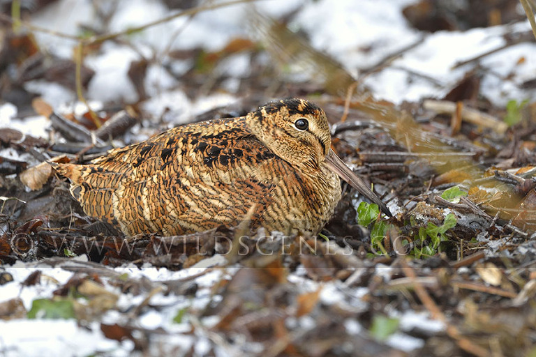 woodcock in the snow