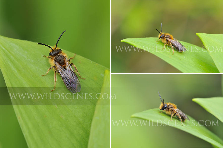 tawny mining bee on wild garlic