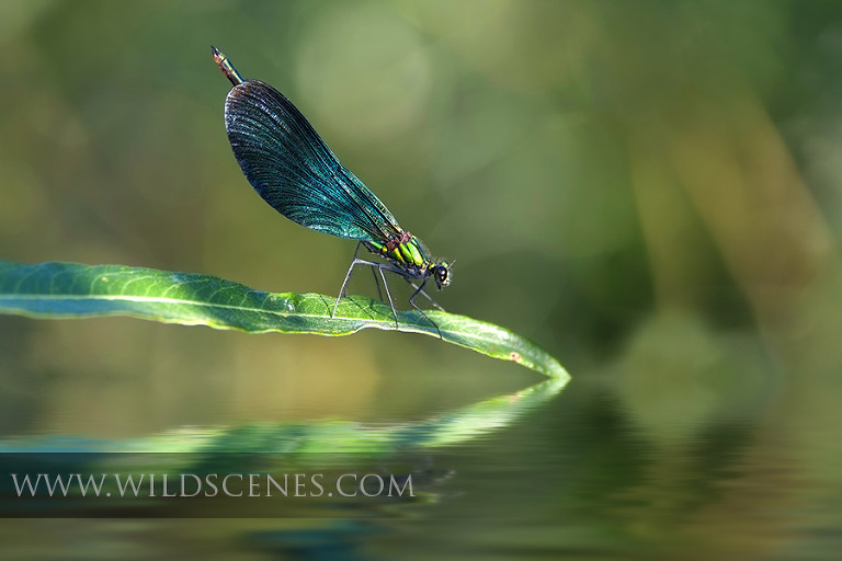 banded demoiselle (Calopteryx splendens )