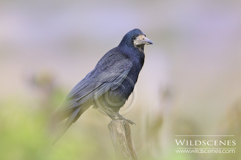 Rook on fencepost