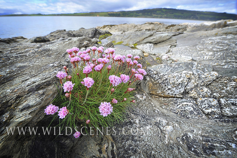 Thrift in flower, Isle of Bute