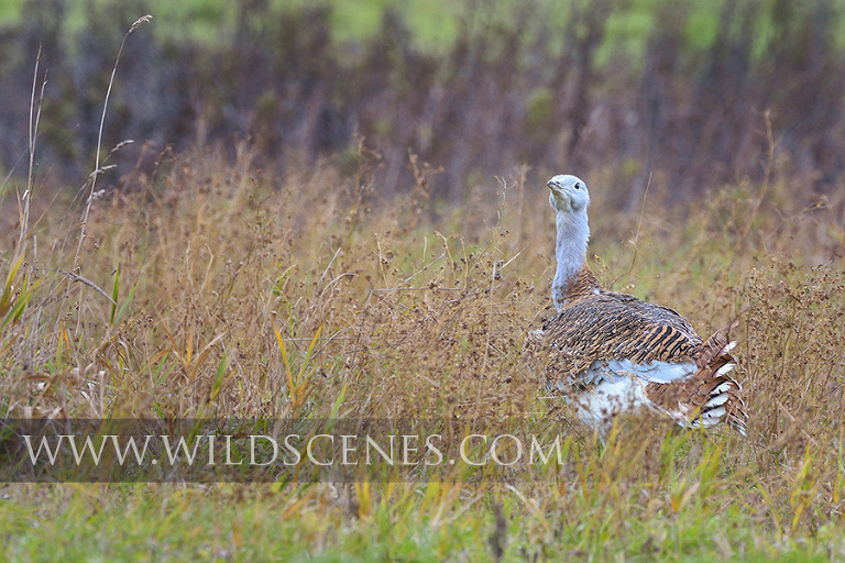 great bustard on Salsibury Plain