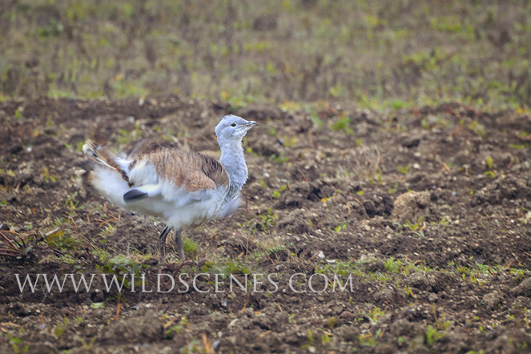 great bustard on Salsibury Plain