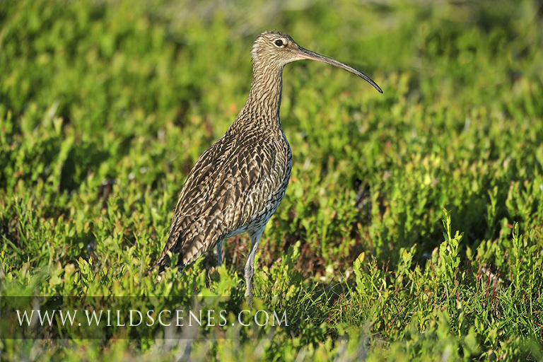 Curlew on the moors