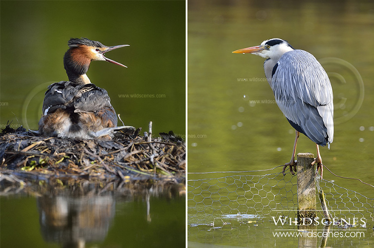 Great crested Grebe (Podiceps cristatus)