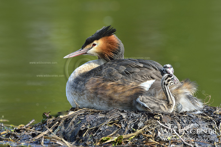 great crested grebe (Podiceps cristatus)