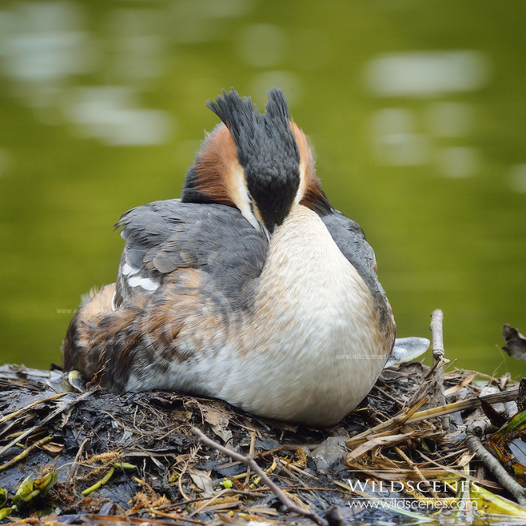Great crested Grebe (Podiceps cristatus)