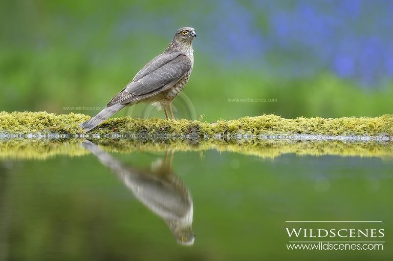 sparrowhawk in bluebell woodland