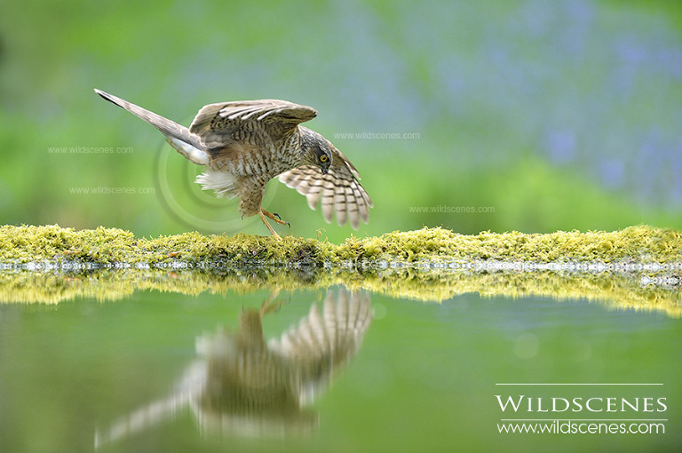 sparrowhawk in bluebell woodland