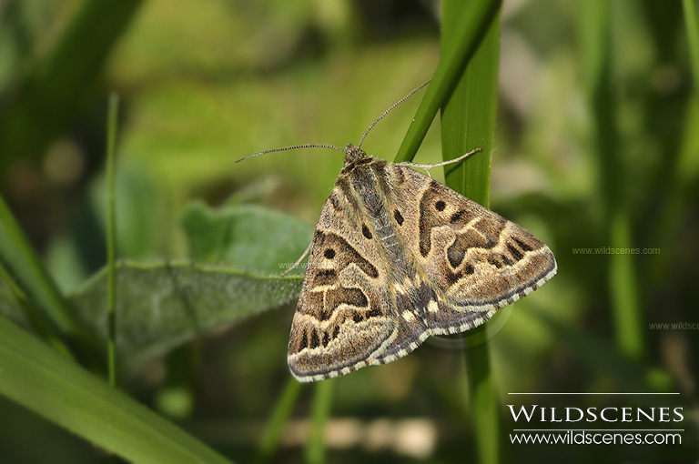 mother shipton moth (Callistege mi)