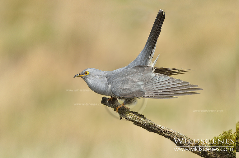 european cuckoo