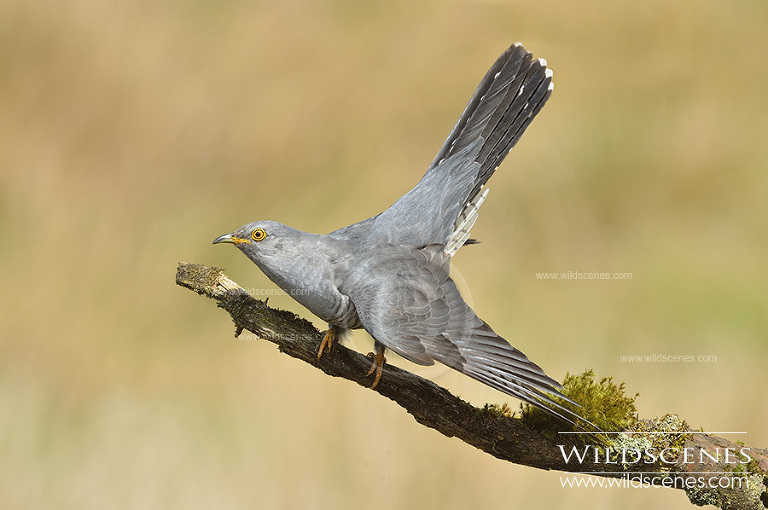 european cuckoo