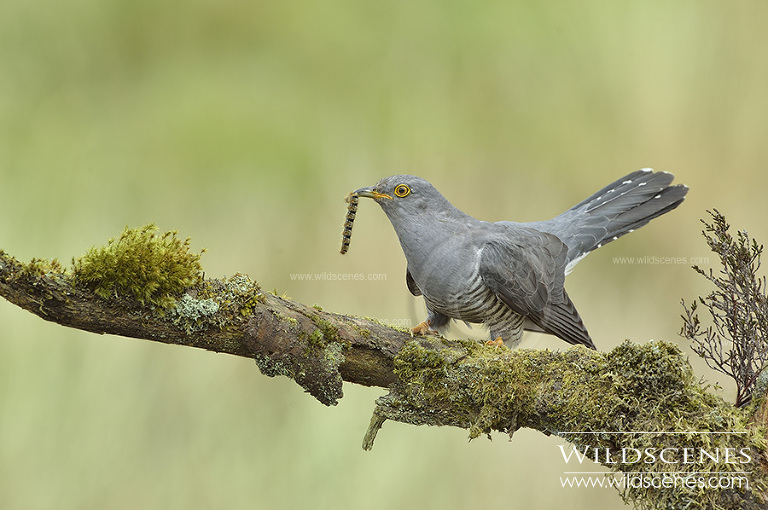 european cuckoo