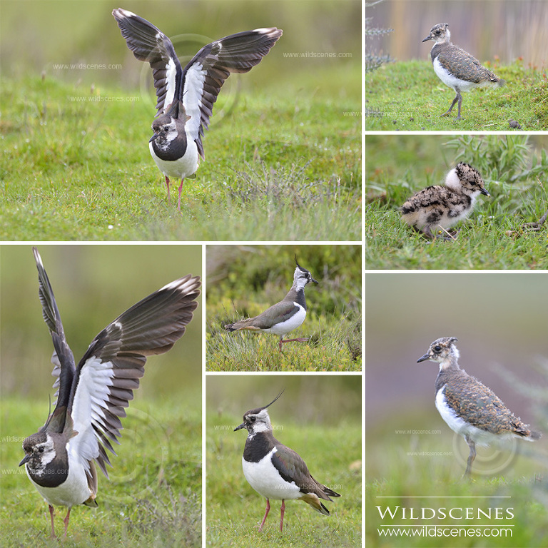 Lapwings on the North York Moors