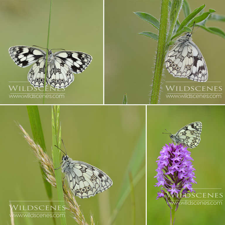 marbled white butterflies Yorkshire