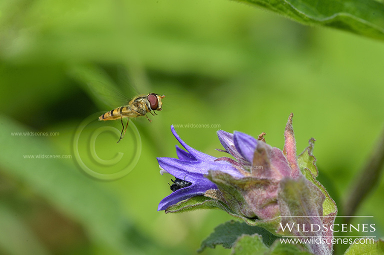 hoverfly on clustered bell flower