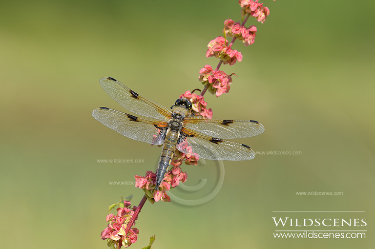 four spotted chaser in Yorkshire