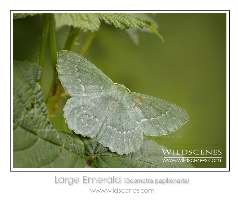 wildlife photography workshop: large emerald (Geometra papilionaria)