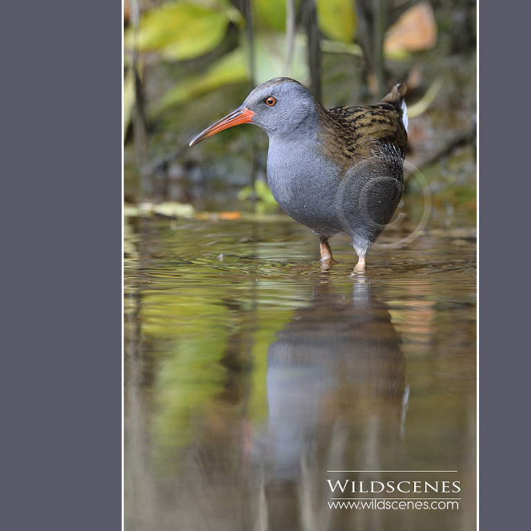 Water rail photography