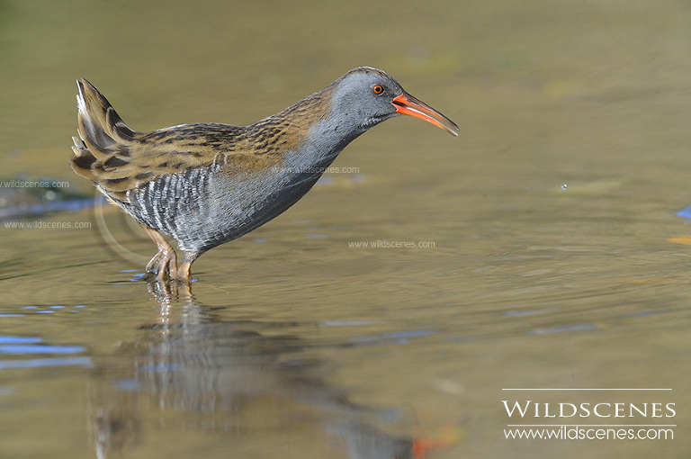 Yorkshire wildlife photographer water rail