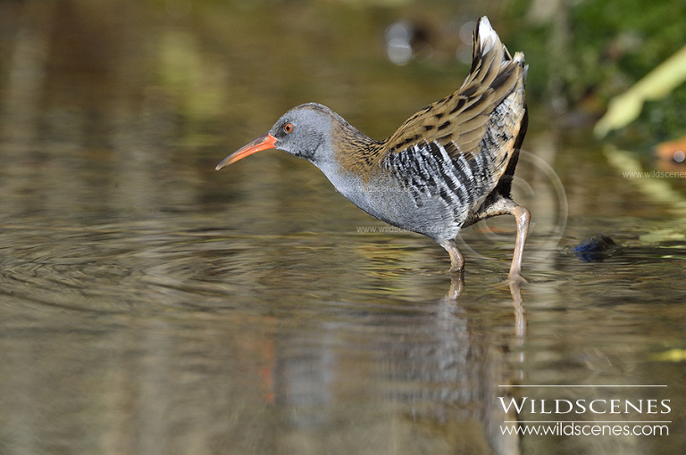 Yorkshire wildlife photographer water rail