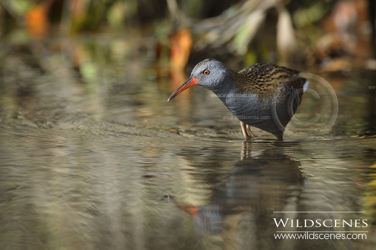 Yorkshire wildlife photographer water rail