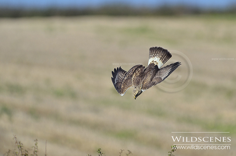 Rough-legged buzzard Grindale, East Yorkshire