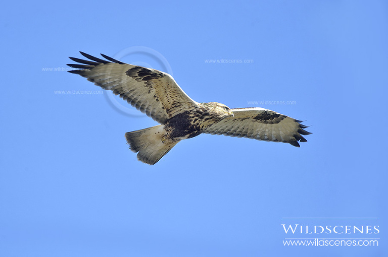 Rough-legged buzzard Grindale, East Yorkshire