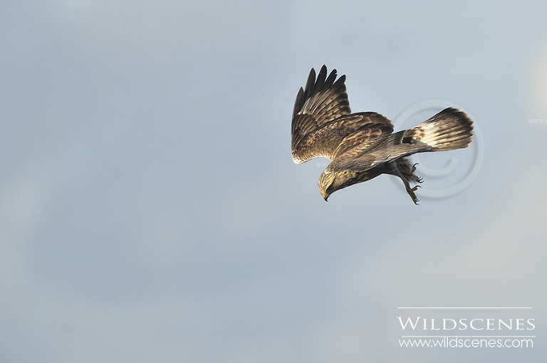 Rough-legged buzzard Grindale, East Yorkshire