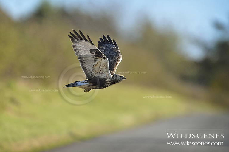 Rough-legged buzzard Grindale, East Yorkshire