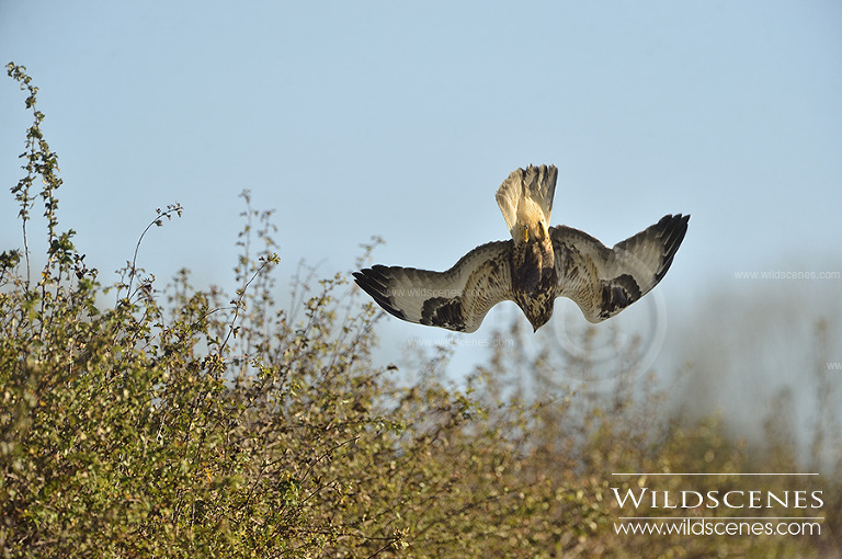 Rough-legged buzzard Grindale, East Yorkshire