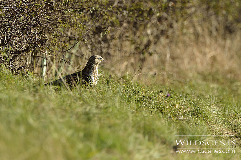 Rough-legged buzzard Grindale, East Yorkshire