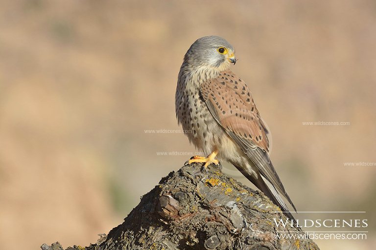 common kestrel in Spain