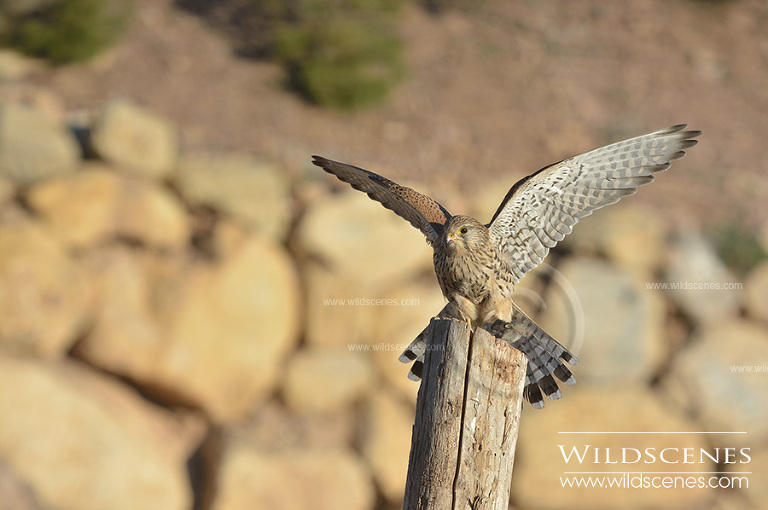 common kestrel in Spain