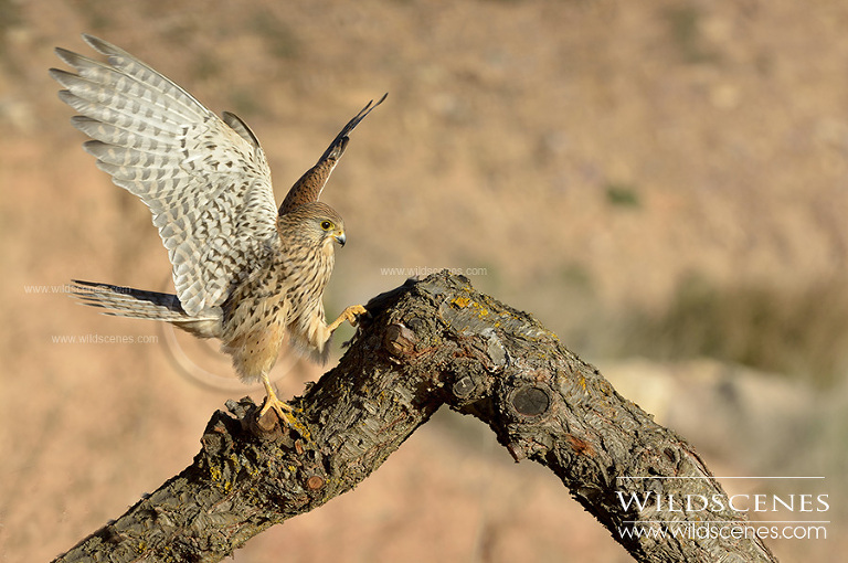 common kestrel in Spain