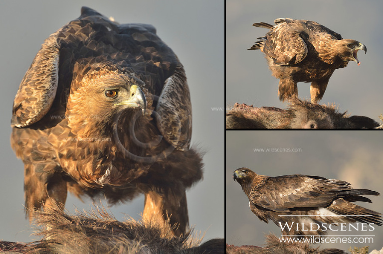 golden eagle in Murcia