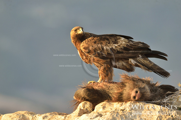 golden eagle in Murcia