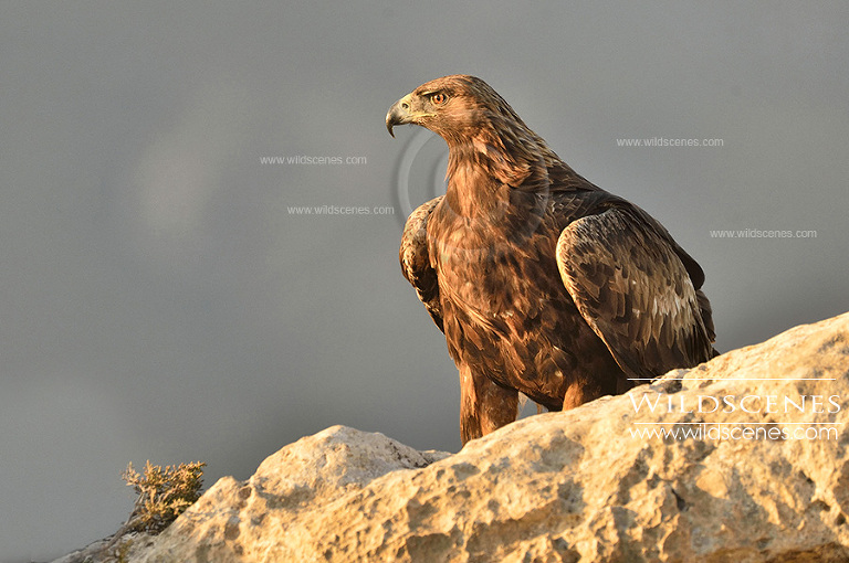 golden eagle in Murcia
