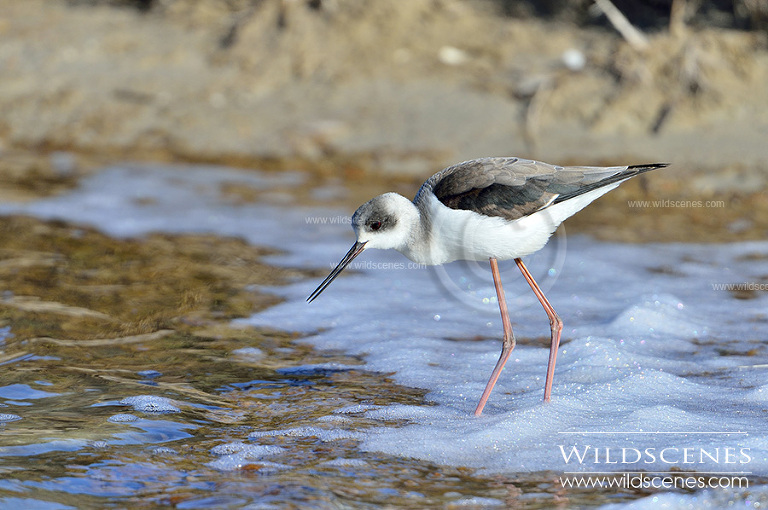 black-winged stilt, Spain