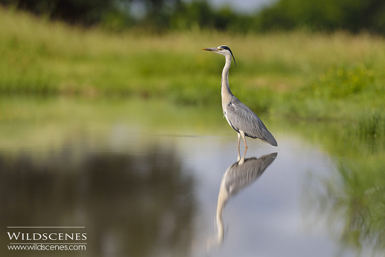 West Yorkshire wildlife photographer
