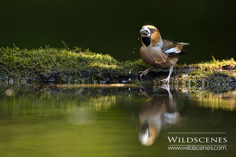 West Yorkshire wildlife photographer